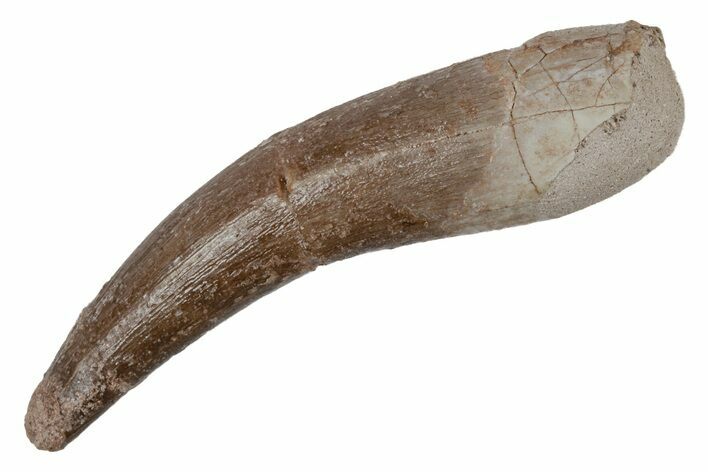 Fossil Plesiosaur (Zarafasaura) Tooth - Morocco #211442